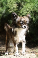 Étalon Chihuahua - Julie des Petits Mots Doux