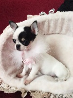 Étalon Chihuahua - Milady des Minis Starlett's