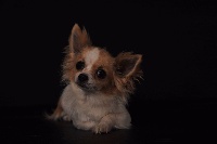 Étalon Chihuahua - Latine du moulin de madjurie