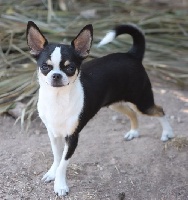 Étalon Chihuahua - H'valentina des Etoiles De Merida