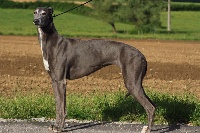 Étalon Greyhound - CH. christcile's H'earl grey