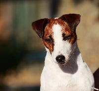 Étalon Jack Russell Terrier - [jeito] jundia jack-o-lantern D'Austral Et Boréal