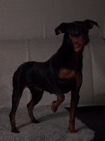 Étalon Pinscher nain - Java du Clos d'elphigny
