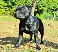 Étalon Staffordshire Bull Terrier - Jango Black Stars Of Paradise
