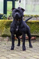 Étalon Staffordshire Bull Terrier - Jay-z (Sans Affixe)