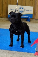 Étalon Staffordshire Bull Terrier - CH. I'am black king django du clan ' Molotov