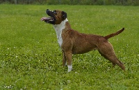 Étalon Staffordshire Bull Terrier - J'suis bonasse de la Roche de l'Empereur