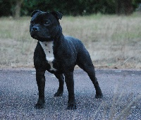 Étalon Staffordshire Bull Terrier - CH. beautystaff's Dark and handsome