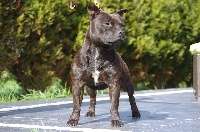 Étalon Staffordshire Bull Terrier - Just-king-aka-rocky Buckystaffie