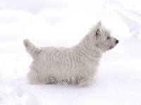 Étalon West Highland White Terrier - I-mail de L'Etang des Chalands