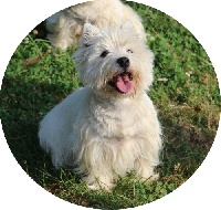 Étalon West Highland White Terrier - Lilka Des coeurs d'alène