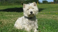 Étalon West Highland White Terrier - Let's go des Olipins