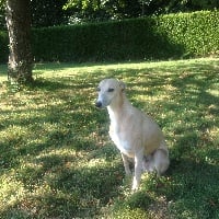 Étalon Whippet - Glaieul (Sans Affixe)