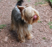 Étalon Yorkshire Terrier - Jaimy-lee Du mystere d'arroc