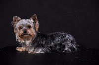 Étalon Yorkshire Terrier - Isigny du moulin de madjurie