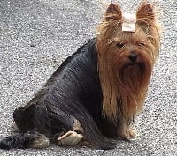 Étalon Yorkshire Terrier - H'anne lise des Brault' Cadors