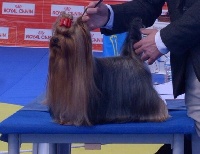 Étalon Yorkshire Terrier - CH. Get up atomic boy de Lixie Love