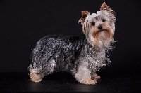 Étalon Yorkshire Terrier - In love du moulin de madjurie
