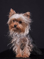 Étalon Yorkshire Terrier - Icone du moulin de madjurie