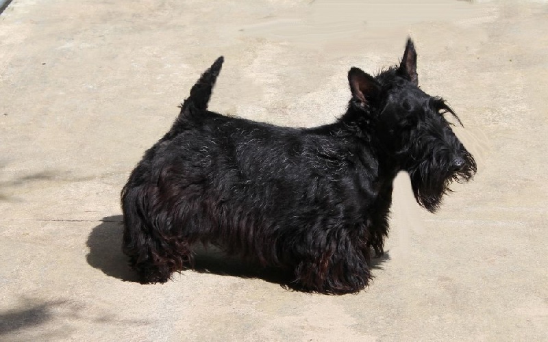 Chien Scottish (Terrier écossais) En Peluche - Occasion En état Neuf - Marque Générique