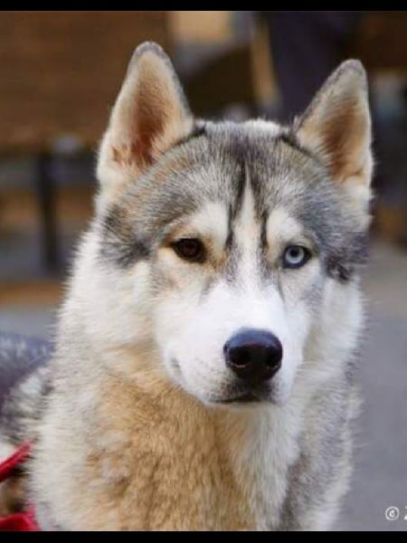 Les Siberian Husky de l'affixe   De La Mort D'Ambrosi