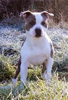 Étalon American Staffordshire Terrier - CH. Hurko (Sans Affixe)