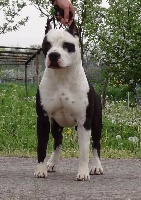 Étalon American Staffordshire Terrier - CH. Black winner king of ring's