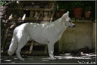 Étalon Berger Blanc Suisse - Llorek Du Lac De Garm