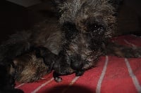 Étalon Bouvier des Ardennes - Loxi du blofagnu