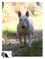 Étalon Bull Terrier - Ayahuasca Illfurthoise