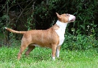 Étalon Bull Terrier - Trick or treat Just do it
