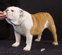CH. Jasco lord dit balthazar Des Bull's De Winston