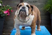 Étalon Bulldog Anglais - Full nelson De planchevienne