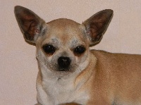 Étalon Chihuahua - Lisia D'Arausiaca