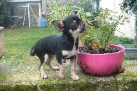 Étalon Chihuahua - Mina les bella pitchoun