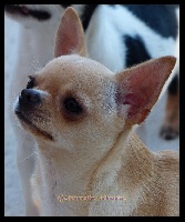 Étalon Chihuahua - Call me vesper divine diamonds
