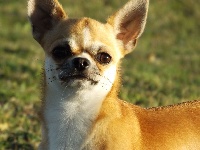 Étalon Chihuahua - Luka angel eyes (dit kiki) Des pyramides de cholula