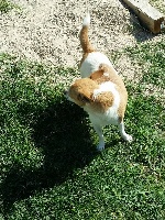 Étalon Chihuahua - Hadria au Royaume Des Minis Stars