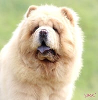 Étalon Chow Chow - Lilipuce Of Lovely Blueberries