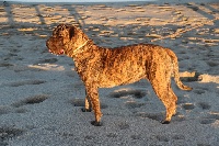 Étalon Dogo Canario - Best de dog real