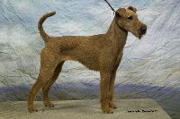 Étalon Irish Terrier - CH. Beddy Gelert Grand chivas