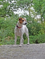 Étalon Parson Russell Terrier - Gypsy (dite ginko) du domaine de l'écluse
