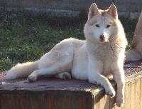 Étalon Siberian Husky - Gynkao (Sans Affixe)