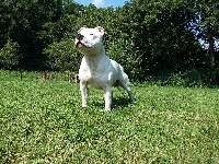 Étalon Staffordshire Bull Terrier - Larson De La Vallee Des Complices