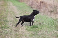 Étalon Staffordshire Bull Terrier - Lokiana Iron maiden dite iway