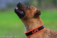 Étalon Staffordshire Bull Terrier - Life instinct De L'esquisse Sauvage