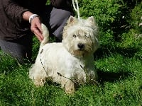 Étalon West Highland White Terrier - Luciole De La Vallée D'elleron