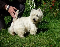 Étalon West Highland White Terrier - Jinger De La Vallée D'elleron