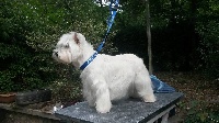 Étalon West Highland White Terrier - Bijou west-land du vieux moulin