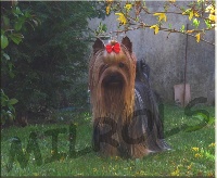 Étalon Yorkshire Terrier - CH. French kiss Des milrols